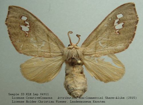 Zatrephes mirabilis