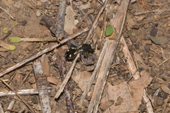 Traumatomutilla pertela