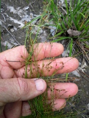 Rhynchospora rariflora