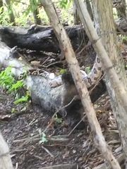 Boa constrictor constrictor