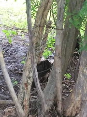 Boa constrictor constrictor