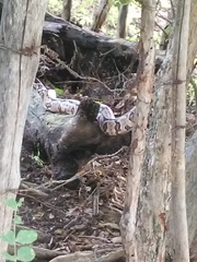 Boa constrictor constrictor