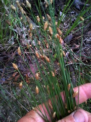 Eleocharis tuberculosa