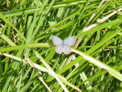 Glaucopsyche lygdamus