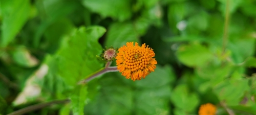 Image of Verbesina alata by (c) ritirene, some rights reserved (CC BY)