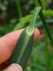 Echinochloa crus-pavonis