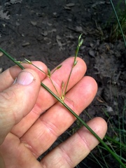 Juncus dichotomus
