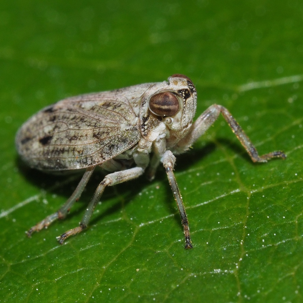 Klimopkevercicade, photo 1 of 10