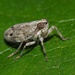 Common Issid Bug - Photo (c) Jakob Fahr, some rights reserved (CC BY-NC), uploaded by Jakob Fahr