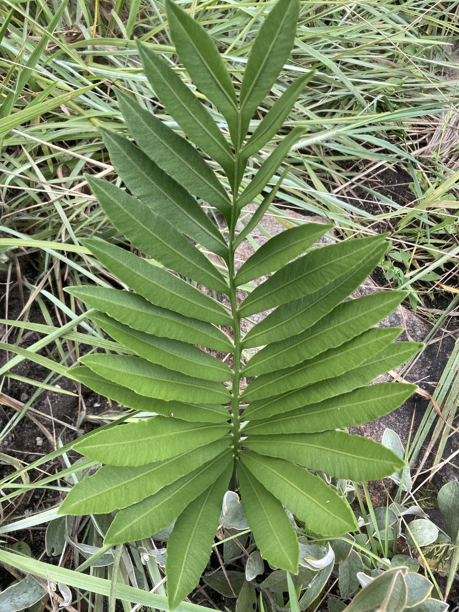 Stangeria eriopus