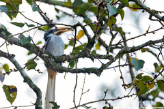 Ocyceros gingalensis