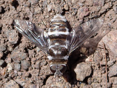 Thyridanthrax indigenus
