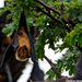 Indian Flying Fox - Photo (c) yakov_oskanov, some rights reserved (CC BY-NC)