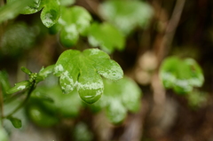 Ranunculus junipericola