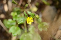 Ranunculus junipericola