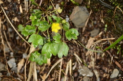 Ranunculus junipericola