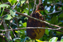 Loriculus beryllinus