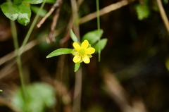 Ranunculus junipericola