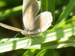 Cupido amyntula