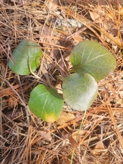Pyrola elliptica