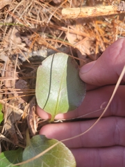 Pyrola elliptica