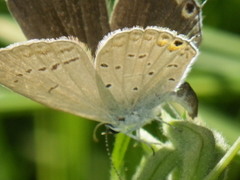 Cupido amyntula