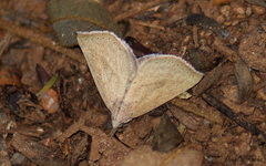 Macrochilo louisiana
