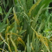 Puccinia sii-falcariae - Photo (c) carnifex,  זכויות יוצרים חלקיות (CC BY), הועלה על ידי carnifex