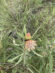 Protea caffra caffra × simplex