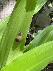 Zachrysia provisoria