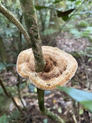 Phylloporia