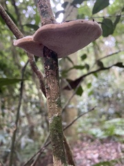 Phylloporia