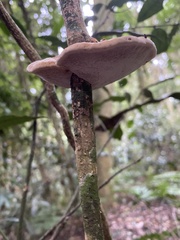 Phylloporia