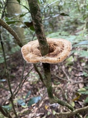 Phylloporia