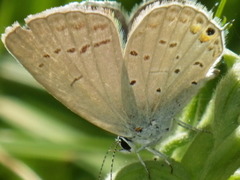 Cupido amyntula
