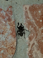 Aegomorphus quadrigibbus