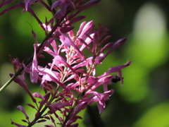 Odontonema callistachyum