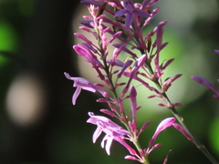 Odontonema callistachyum