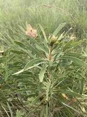 Protea caffra caffra × simplex