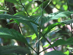 Odontonema callistachyum