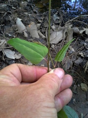 Smilax walteri