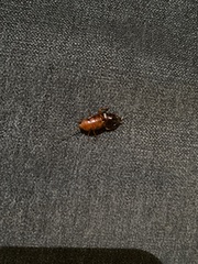 Parcoblatta americana