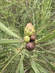 Protea caffra caffra × simplex