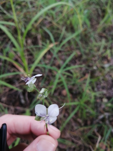 Murdannia simplex image