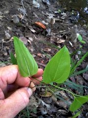 Smilax walteri
