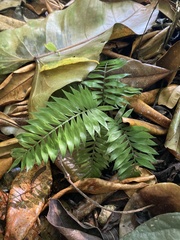 Image of Chamaedorea pygmaea