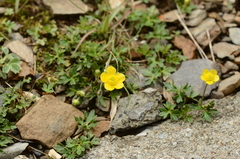 Ranunculus formosa-montanus
