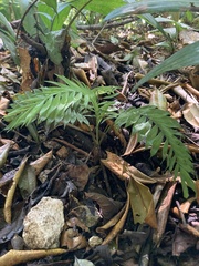 Chamaedorea stenocarpa