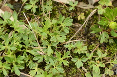 Ranunculus formosa-montanus