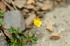 Ranunculus formosa-montanus